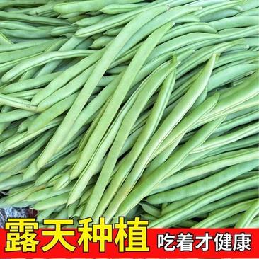 四季豆广东产地直供质量上乘一手货源对接商超市场