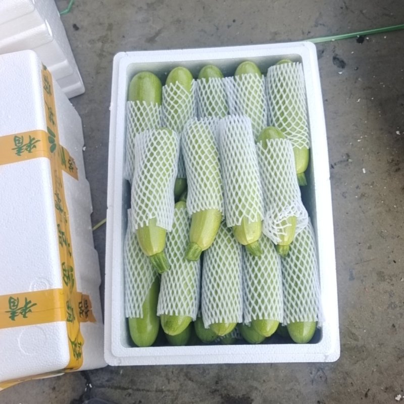 【热门】精品绿皮西葫芦俗称法拉利产地直发量大价优