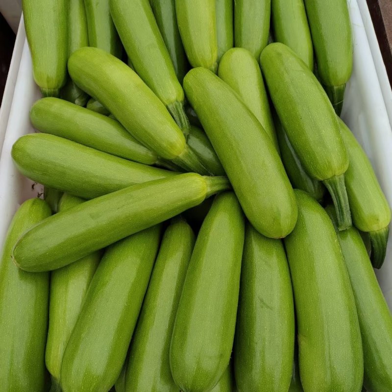 【热门】精品绿皮西葫芦俗称法拉利产地直发量大价优