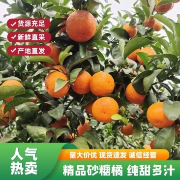 广西南宁精品沙糖桔原产地直发一手货源欢迎来电详谈