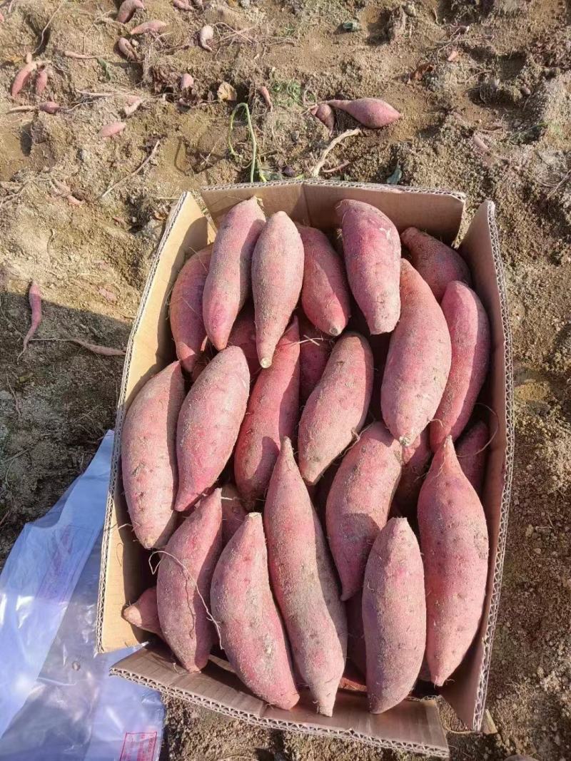 海丰山坡地大叶红红薯(红皮红肉)对接中低端市场，电商
