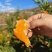 1芦柑柑桔湖北芦柑个大皮薄口感甜坏果包赔视频看货