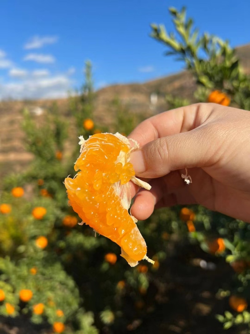 1芦柑柑桔湖北芦柑个大皮薄口感甜坏果包赔视频看货