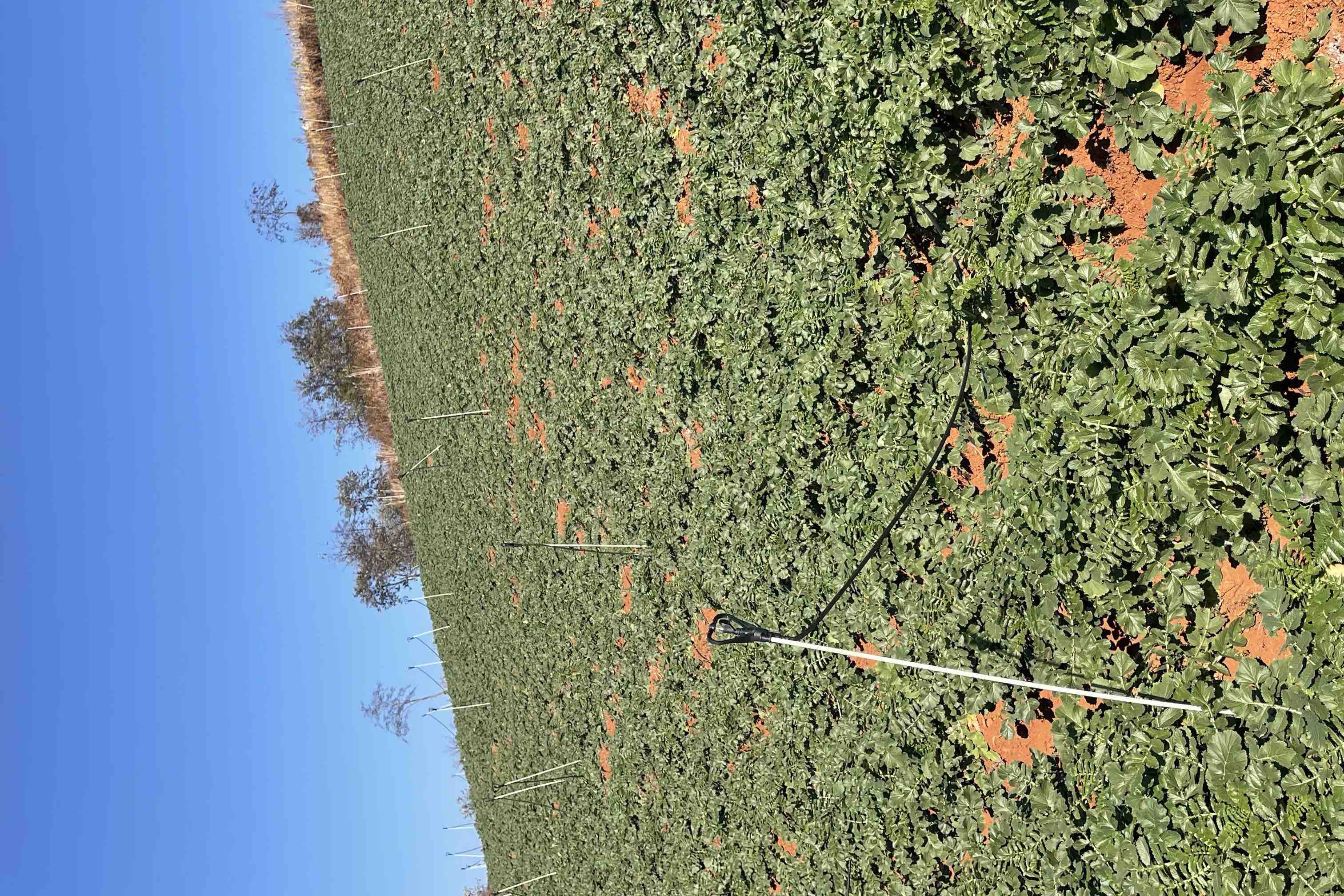 一片整齐生长的春玉红白心红皮萝卜田,植株叶片翠绿舒展,部分萝卜露出鲜红色的上半部,土壤疏松透气,背景为春季农田环境,阳光充足 春玉红白心红皮萝卜田间生长实景