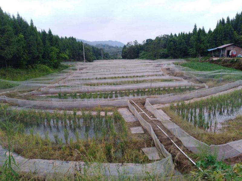 《稻田青蛙》鲜活供货自产自销活体屠宰好的常年供应