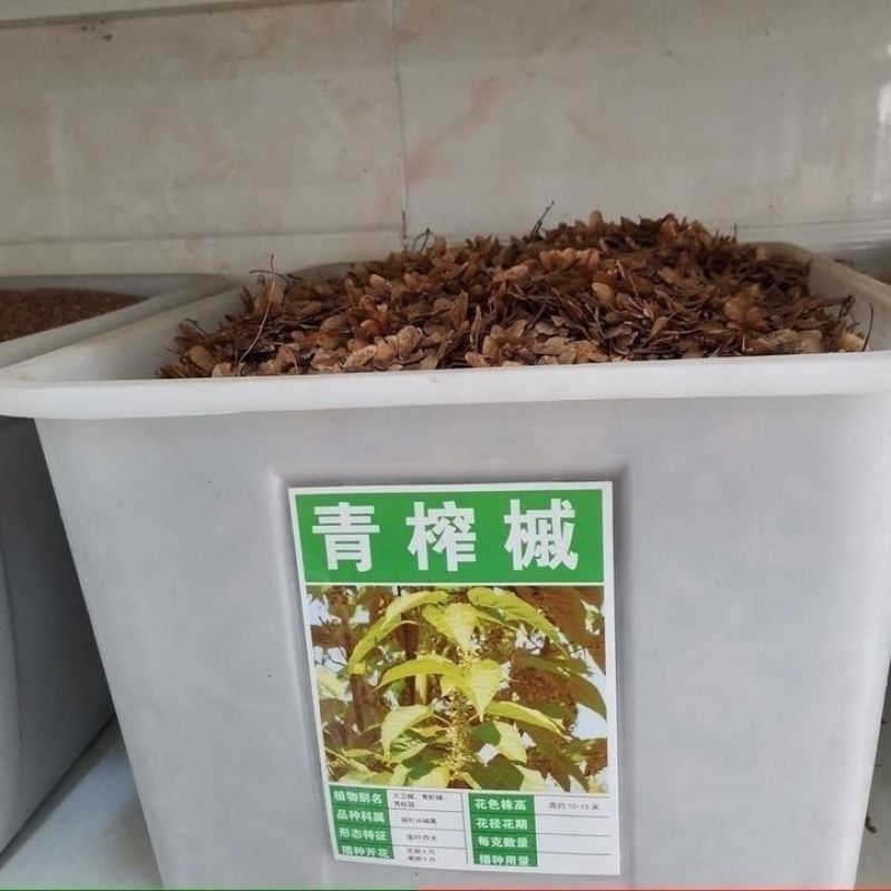 青榨槭种子青虾蟆大卫槭鸡爪槭种子糖槭复叶槭种子绿化造林观