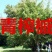 青榨槭种子青虾蟆大卫槭鸡爪槭种子糖槭复叶槭种子绿化造林观