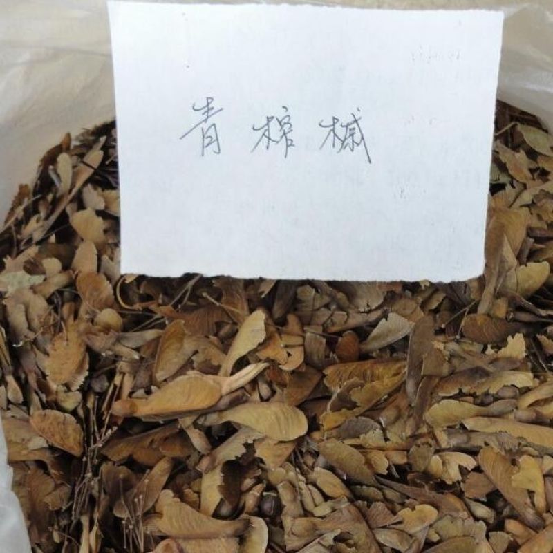 青榨槭种子青虾蟆大卫槭鸡爪槭种子糖槭复叶槭种子绿化造林观
