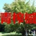 青榨槭种子青虾蟆大卫槭鸡爪槭种子糖槭复叶槭种子绿化造林观
