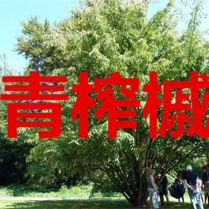 青榨槭种子青虾蟆大卫槭鸡爪槭种子糖槭复叶槭种子绿化造林观