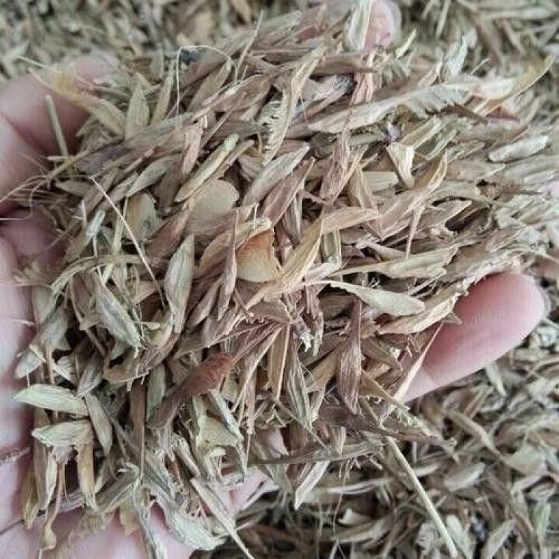 林木种子糖槭种子银白槭种子糖槭树种子枫树种籽绿化园林树种
