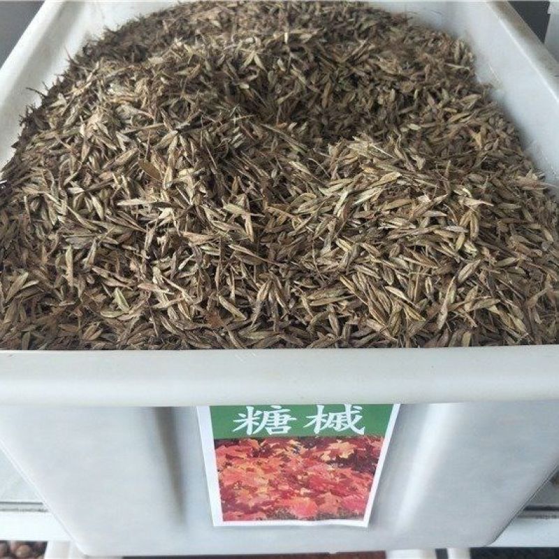 林木种子糖槭种子银白槭种子糖槭树种子枫树种籽绿化园林树种