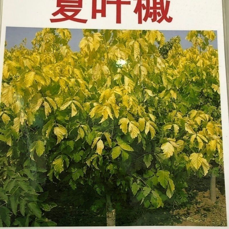复叶槭种子复叶槭苗种子复叶槭树苗金叶复叶槭种子花叶复叶槭