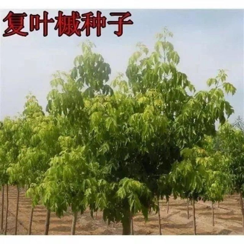 复叶槭种子复叶槭苗种子复叶槭树苗金叶复叶槭种子花叶复叶槭