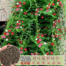 羽叶茑萝花卉种子四季开花室外内盆栽爬藤攀援植物花种籽五角