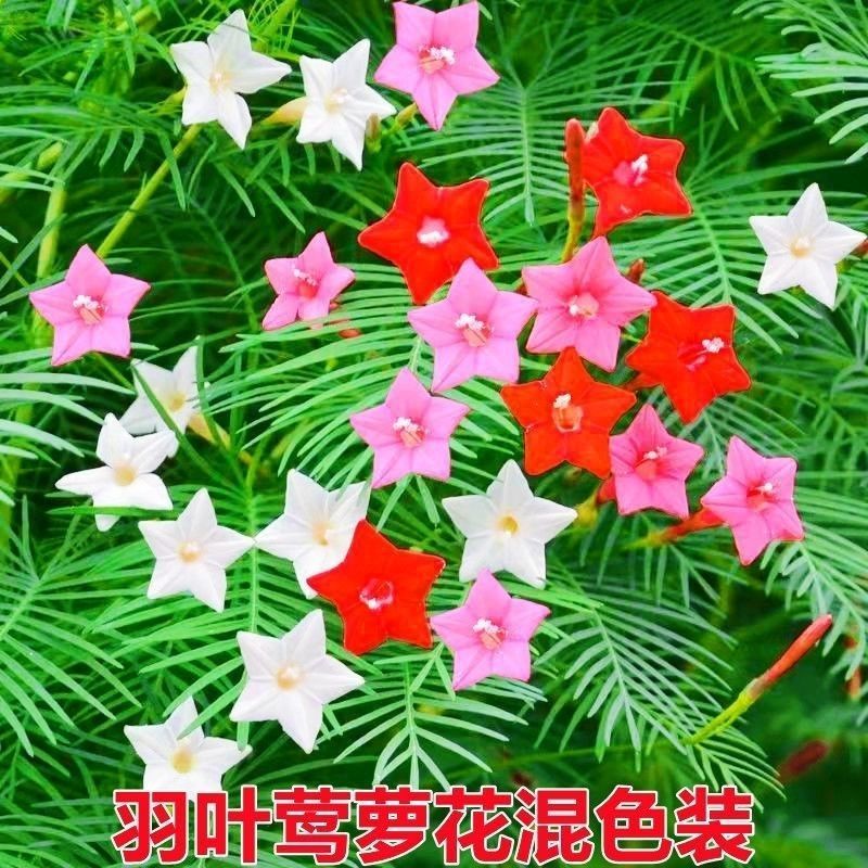 羽叶茑萝花卉种子四季开花室外内盆栽爬藤攀援植物花种籽五角
