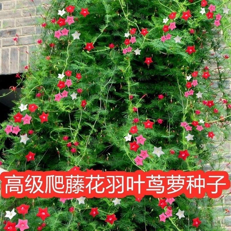 羽叶茑萝花卉种子四季开花室外内盆栽爬藤攀援植物花种籽五角