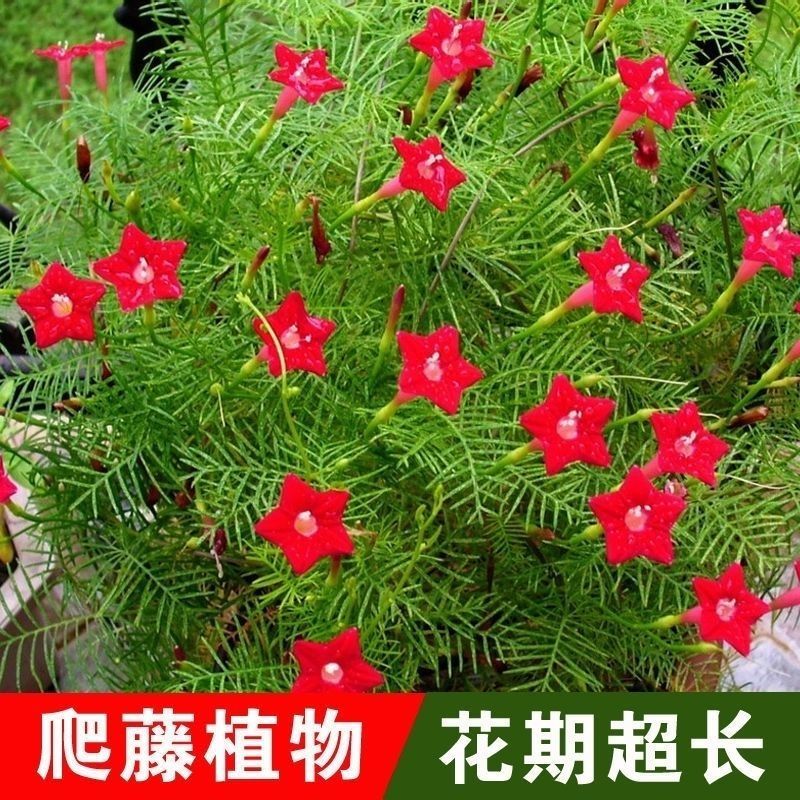 羽叶茑萝花卉种子四季开花室外内盆栽爬藤攀援植物花种籽五角