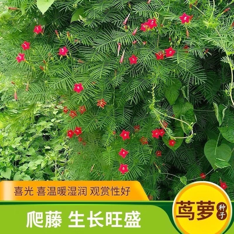 羽叶茑萝花卉种子四季开花室外内盆栽爬藤攀援植物花种籽五角