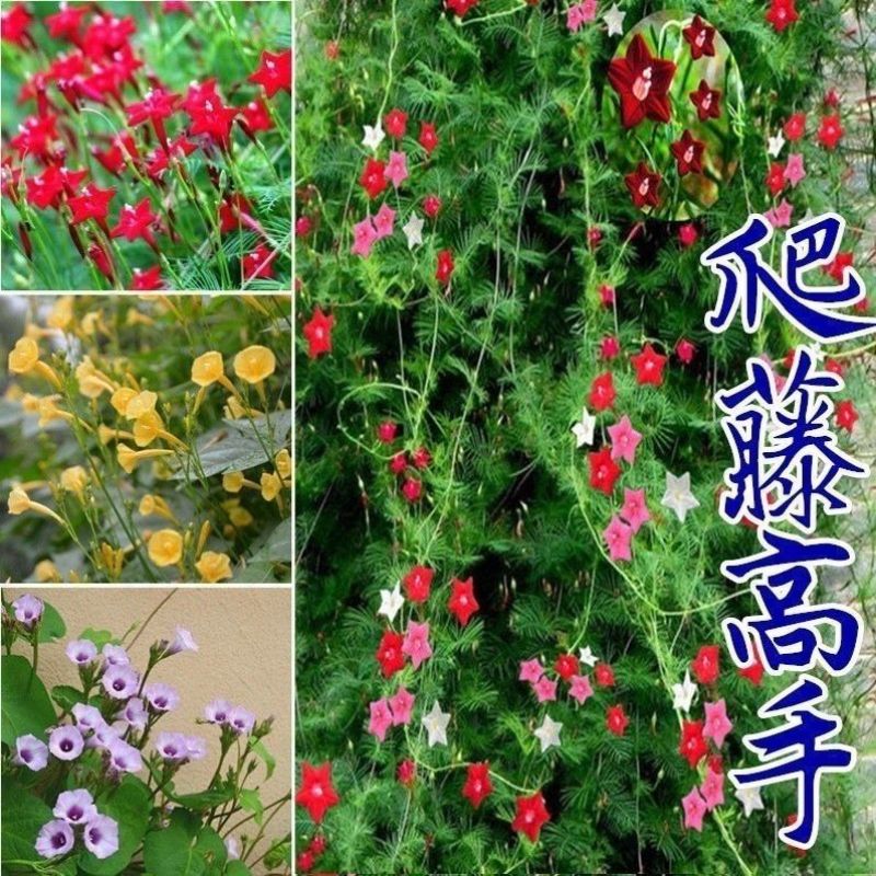 羽叶茑萝花卉种子四季开花室外内盆栽爬藤攀援植物花种籽五角