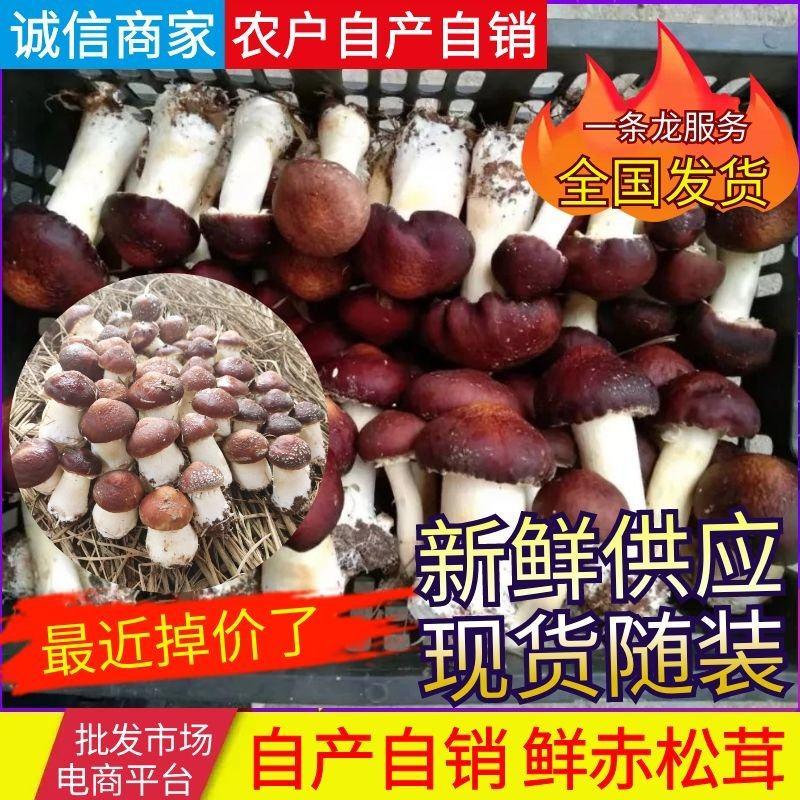 安徽松茸《新鲜赤松茸》自产自销量大从优新鲜供应
