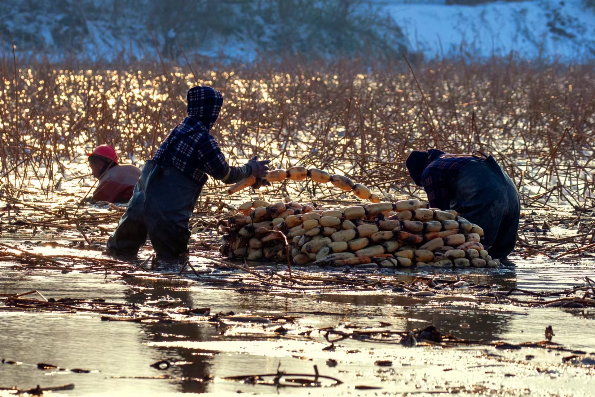 莲藕在田间采收的场景