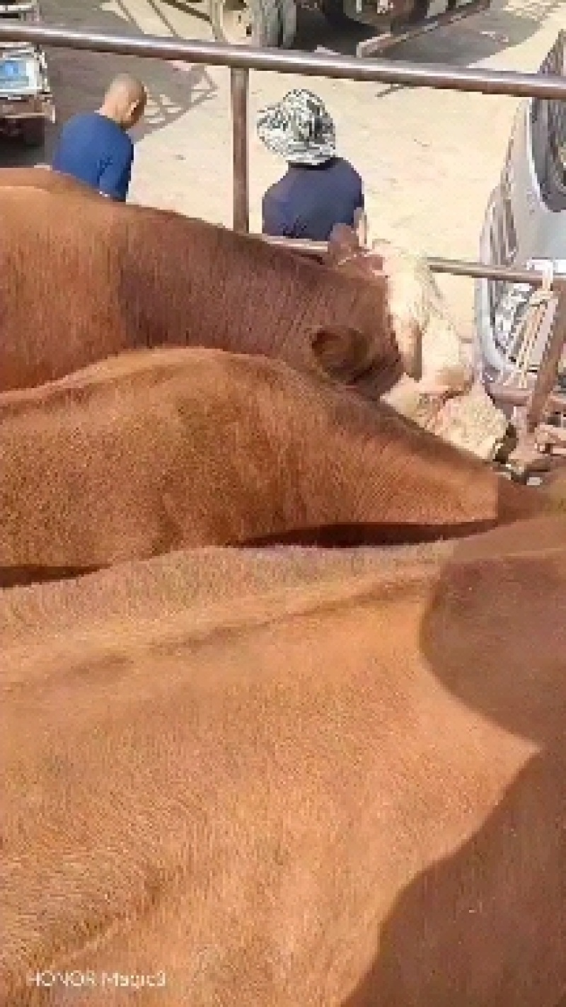 活牛