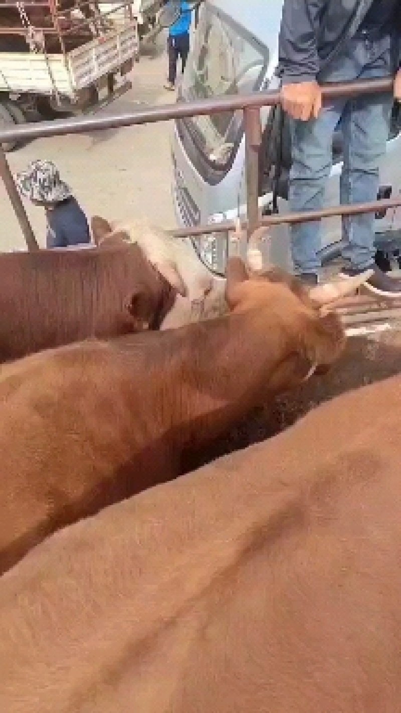 活牛