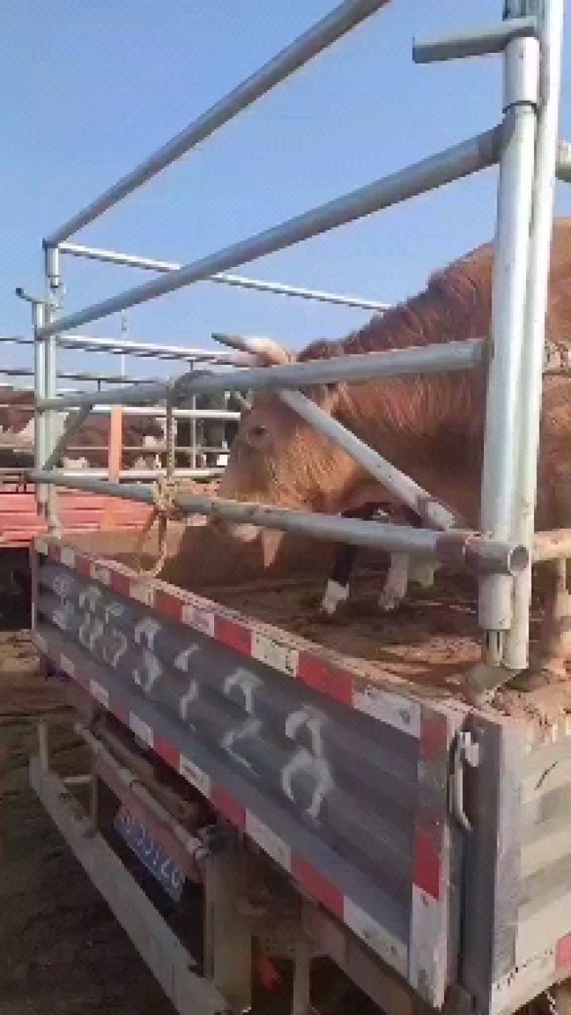 活牛