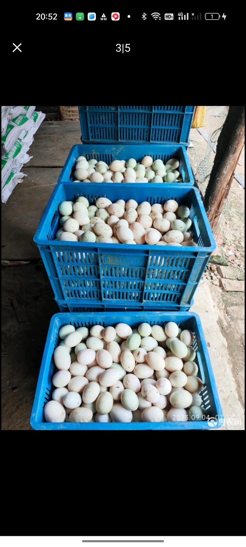 八个月的跑田鸭蛋，全吃玉米粉与稻谷，低价出售