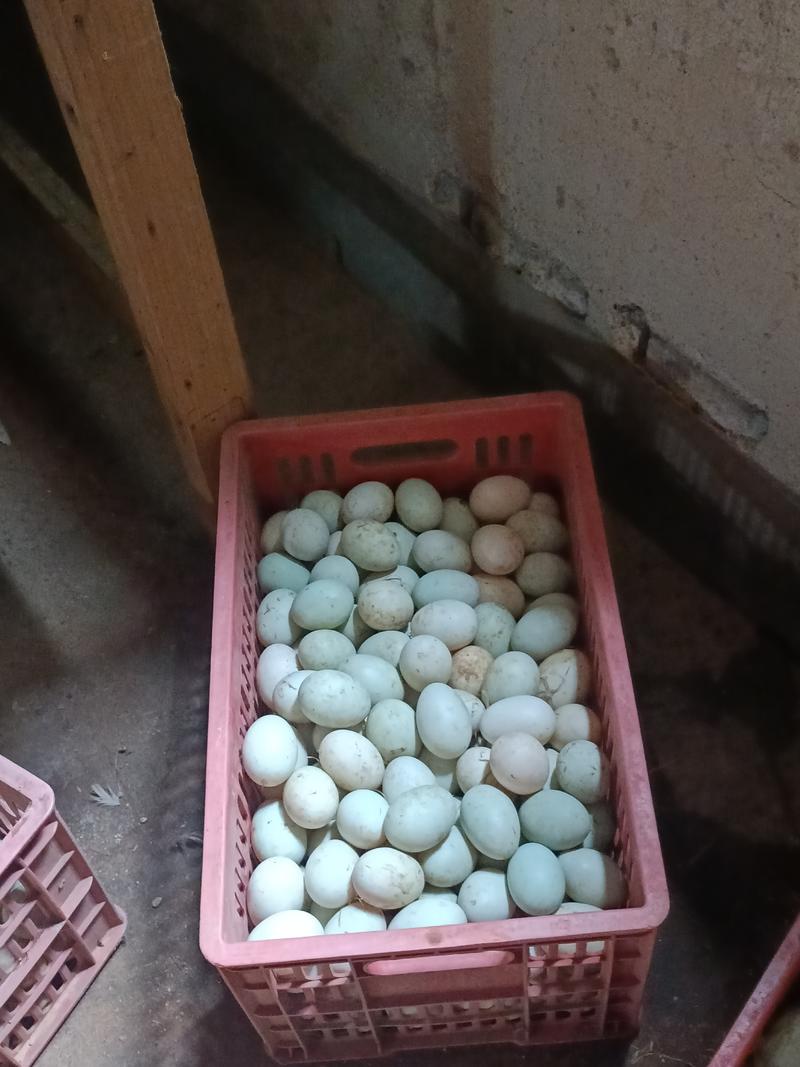 八个月的跑田鸭蛋，全吃玉米粉与稻谷，低价出售
