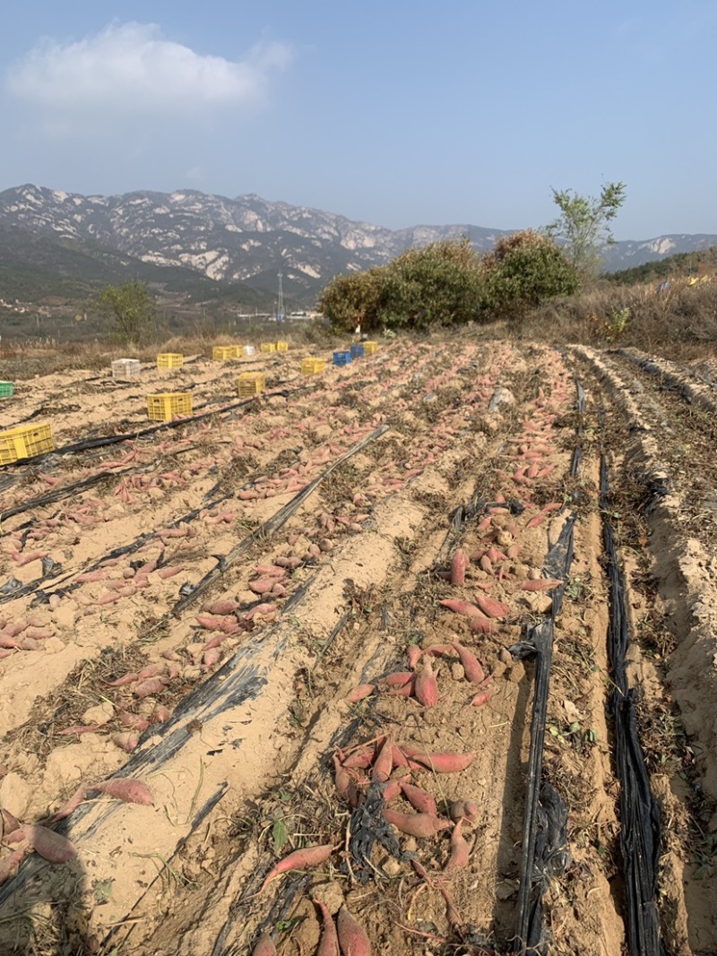 烟台崑嵛山优质沙地西瓜红皮色好，耐储存，口感好