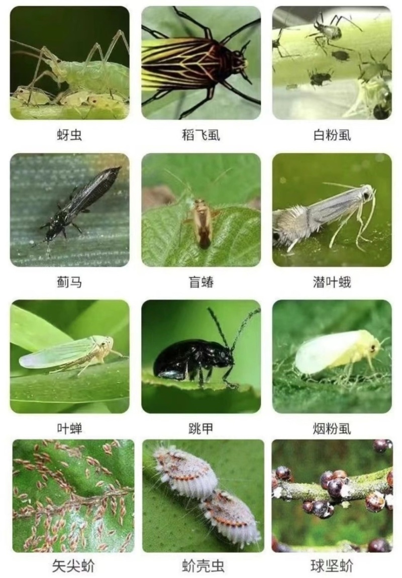 阿维啶虫脒蚧壳虫蚜虫蓟马白粉虱绿叶婵小黑飞绿盲蝽杀虫剂