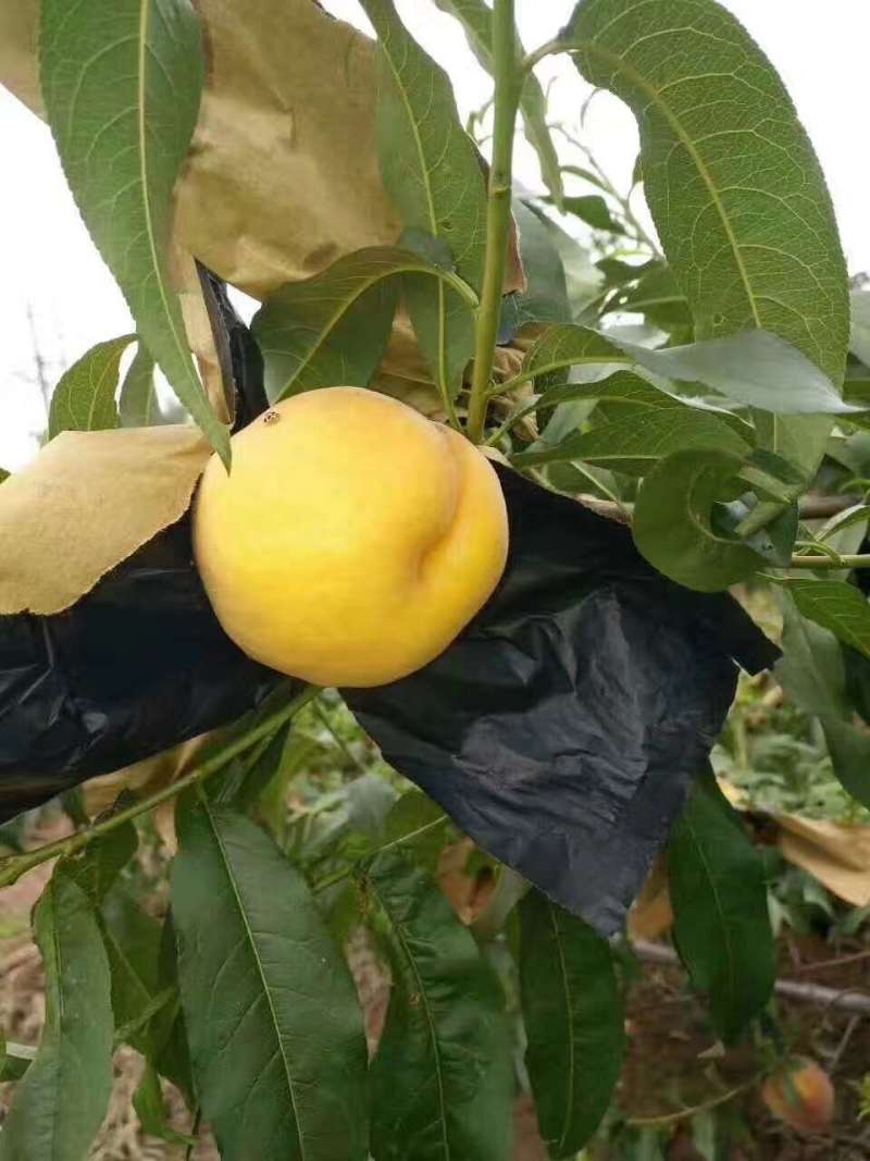 早熟黄桃树苗品种大果早熟黄桃苗水蜜桃树苗规格