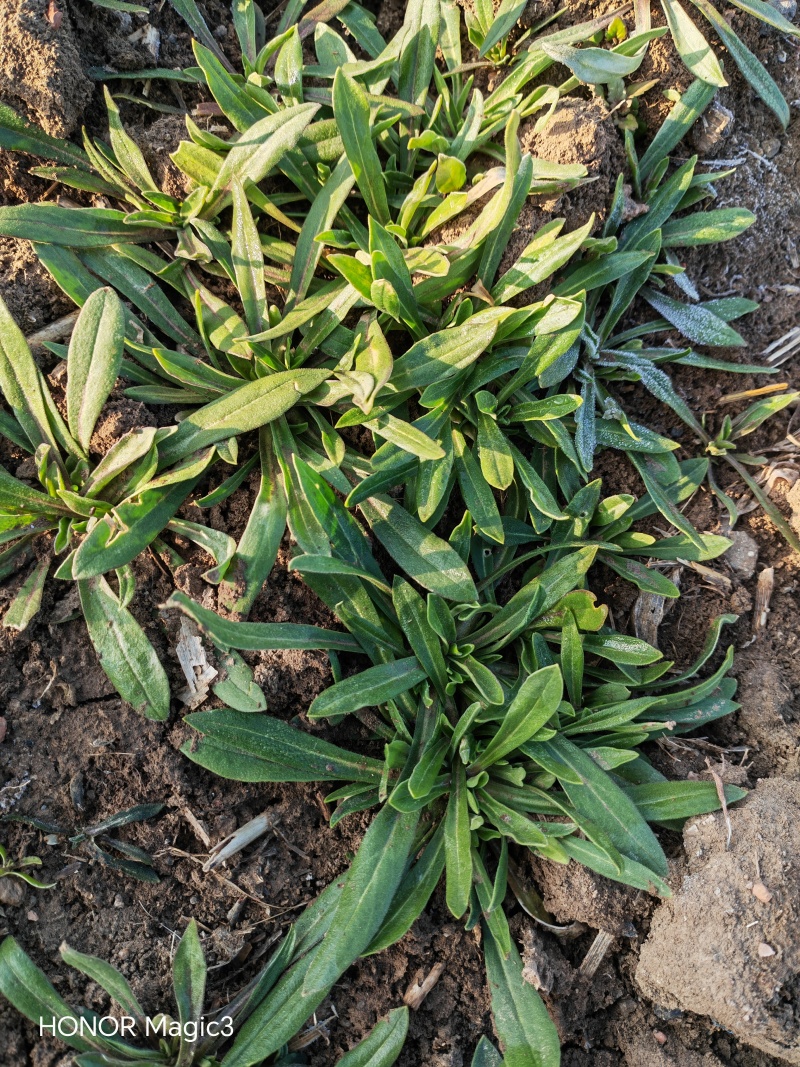 面条菜羊蹄棵菜