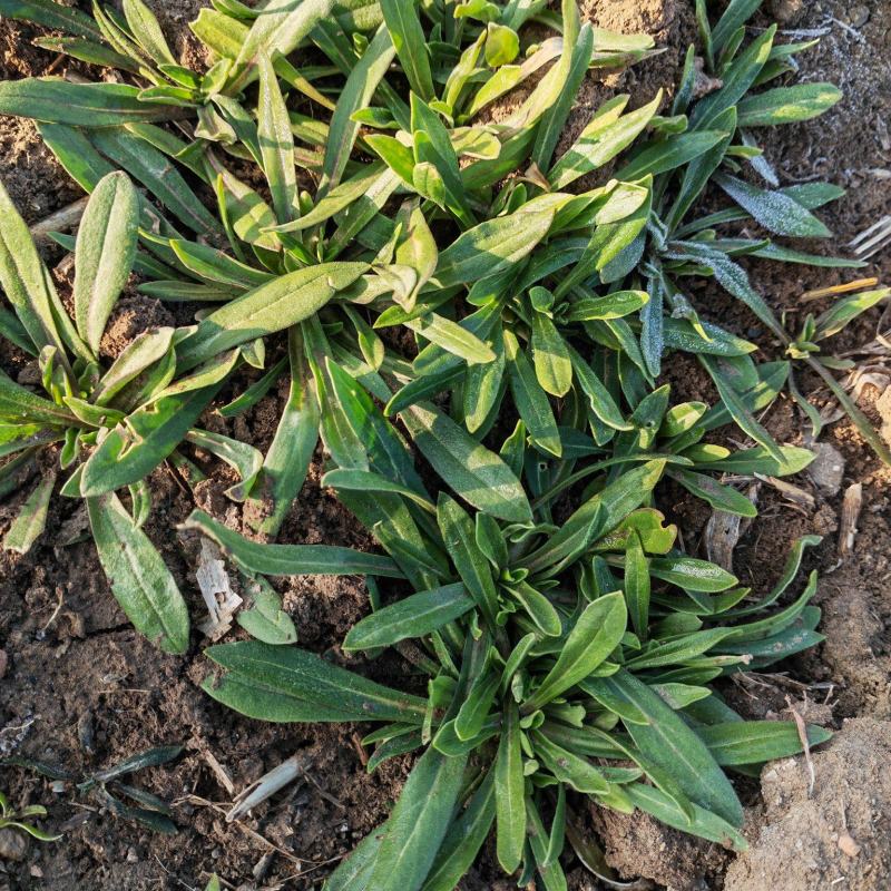 面条菜羊蹄棵菜