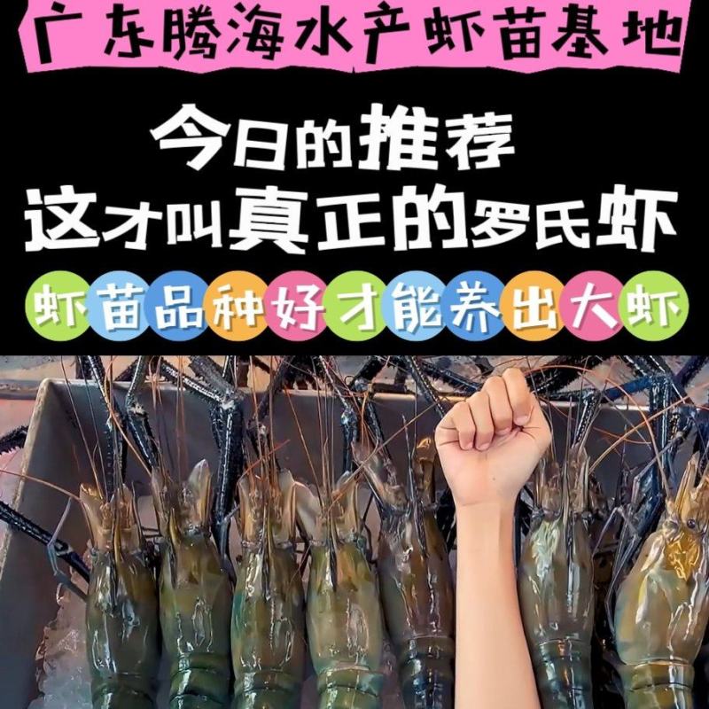 虾苗批发罗氏虾苗罗氏沼虾苗淡水养殖虾包签合同回收
