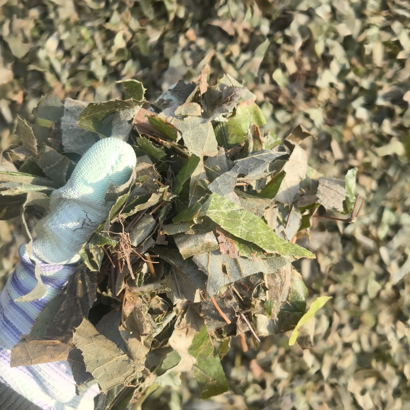 仙灵脾今年新货实图拍摄物美价廉欢迎选购