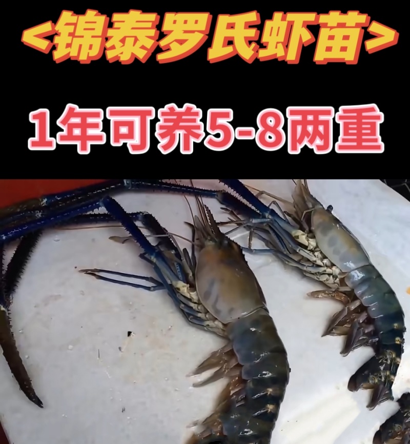 虾苗批发罗氏虾苗罗氏沼虾苗淡水养殖虾包签合同回收
