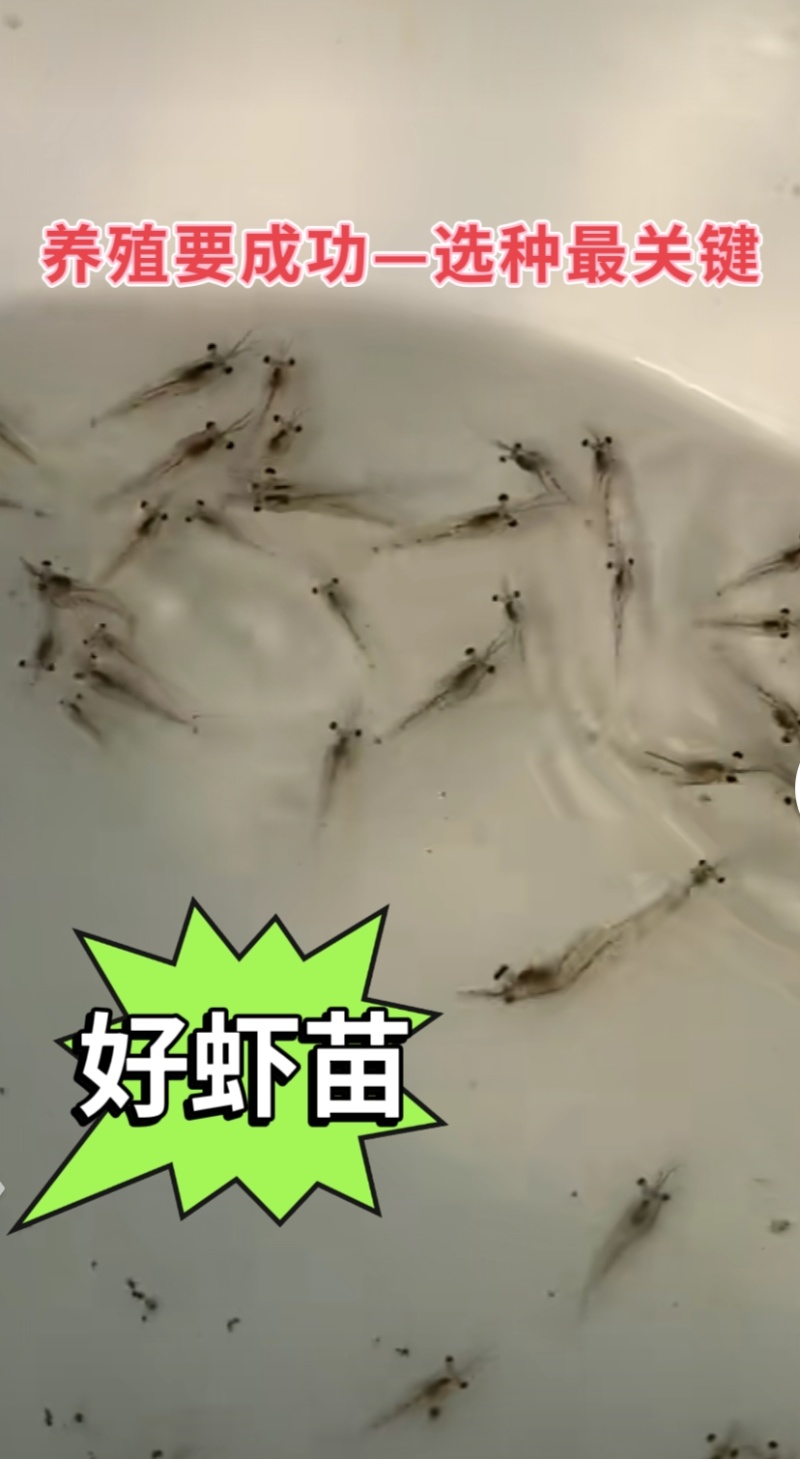 虾苗批发罗氏虾苗罗氏沼虾苗淡水养殖虾包签合同回收