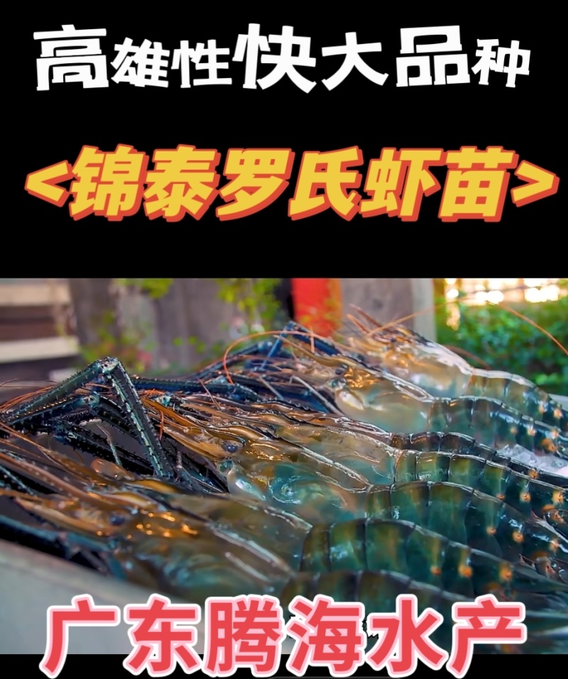 虾苗批发罗氏虾苗罗氏沼虾苗淡水养殖虾包签合同回收