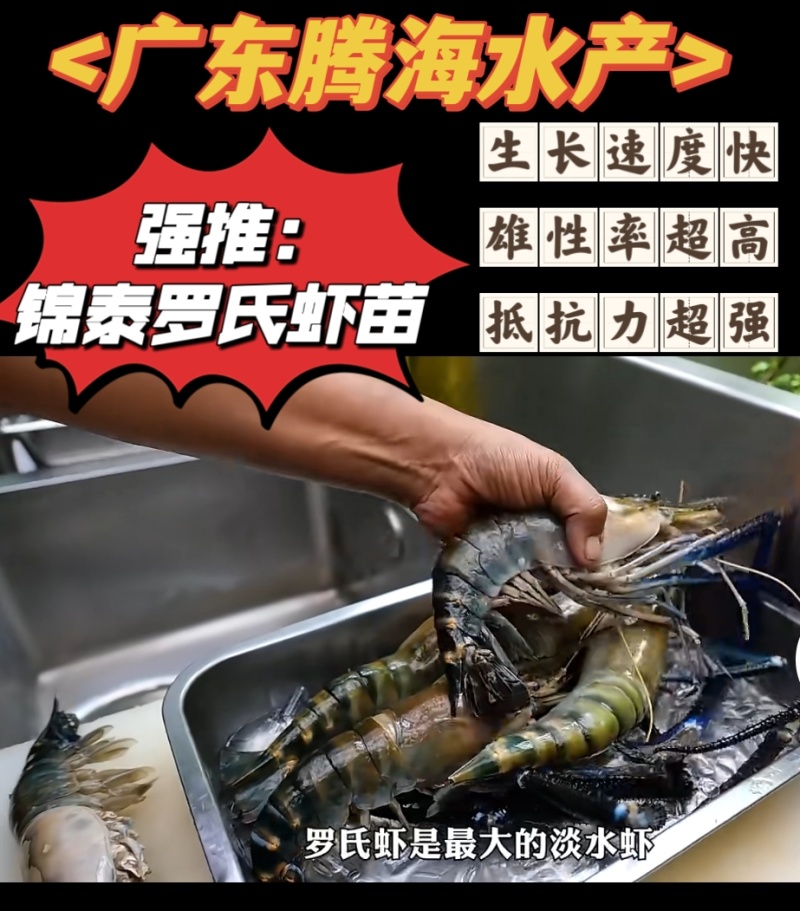 虾苗批发罗氏虾苗罗氏沼虾苗淡水养殖虾包签合同回收