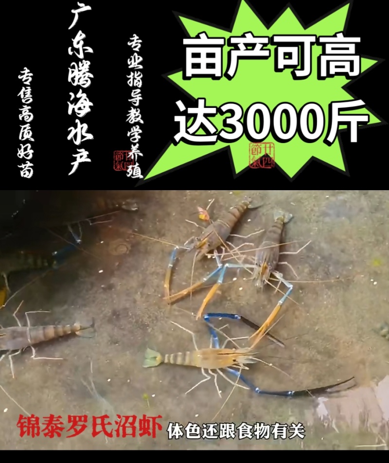虾苗批发罗氏虾苗罗氏沼虾苗淡水养殖虾包签合同回收