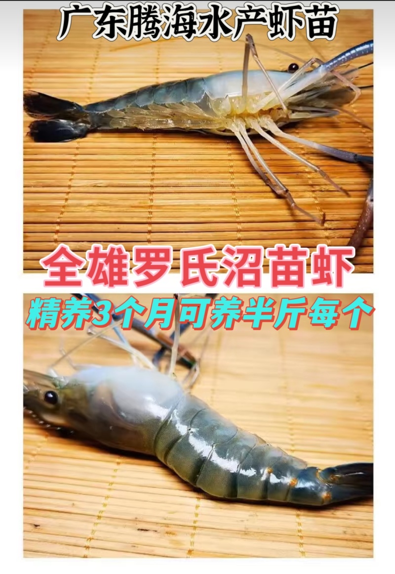 虾苗批发罗氏虾苗罗氏沼虾苗淡水养殖虾包签合同回收