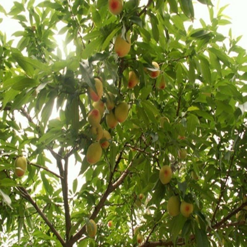 毛桃种子桃白桃毛果子山桃种籽耐旱耐寒林木种籽多年生桃核树