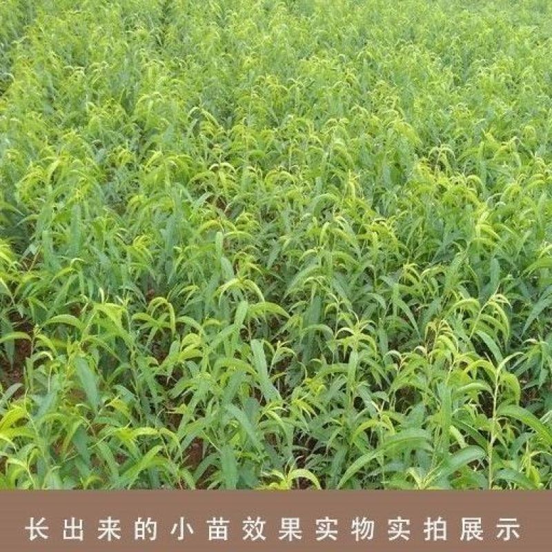 毛桃种子桃白桃毛果子山桃种籽耐旱耐寒林木种籽多年生桃核树