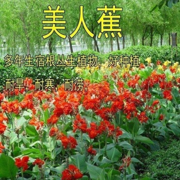 美人蕉种子红艳蕉小花美人蕉小芭蕉黄花美人蕉种籽河边植物花