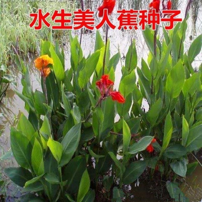 美人蕉种子红艳蕉小花美人蕉小芭蕉黄花美人蕉种籽河边植物花