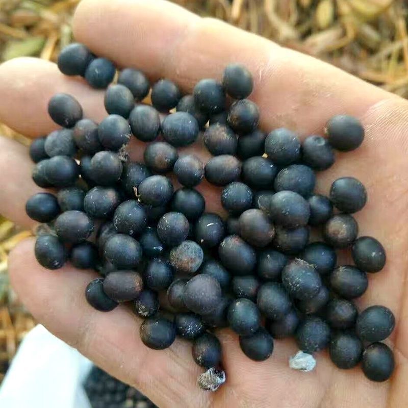 美人蕉种子红艳蕉小花美人蕉小芭蕉黄花美人蕉种籽河边植物花