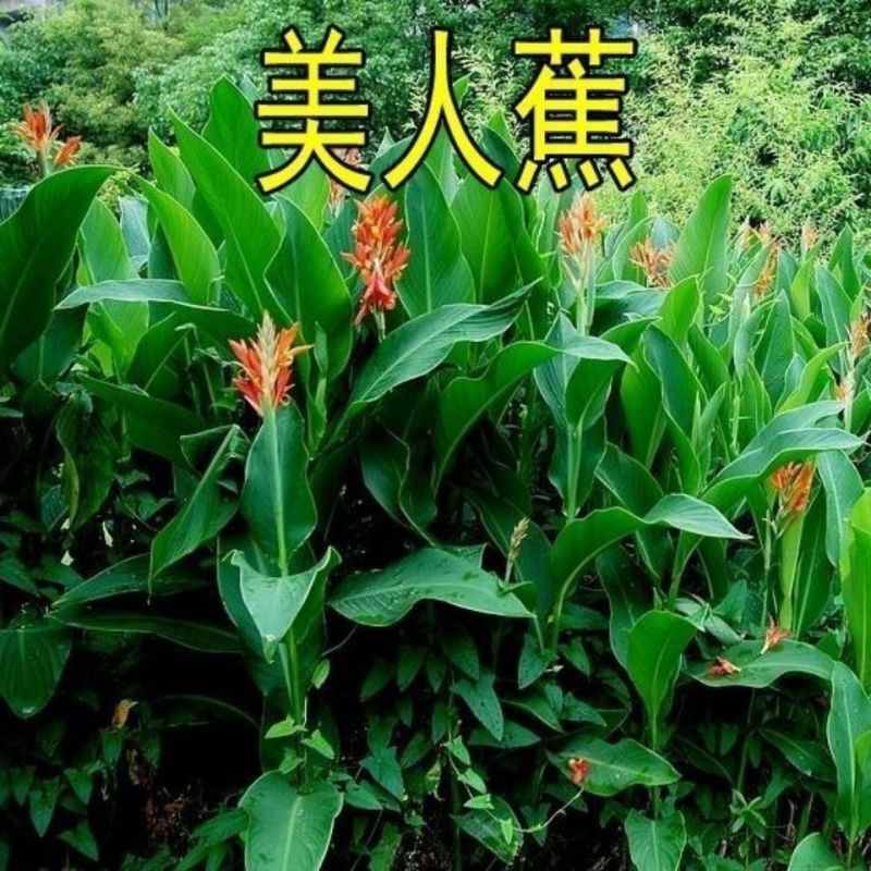 美人蕉种子红艳蕉小花美人蕉小芭蕉黄花美人蕉种籽河边植物花